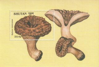 1989 Bhutan #734 Mushrooms - Hydnum Imbricatum
